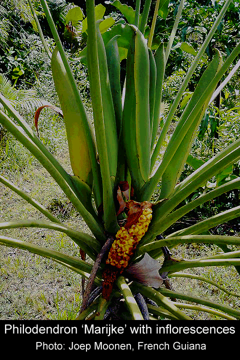 Philodendron 'Marijke' with infertile fruit, Photo Copyright 2009 Joep Moonen, French Guiana