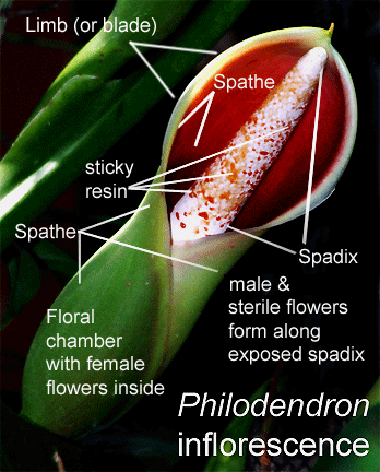 Parts of a Philodenron inflorescence, Photo Copyright 2008, steve Lucas, www.ExoticRainforest.com