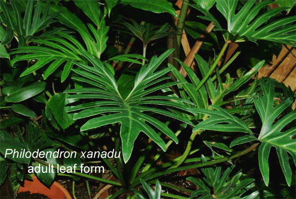 Philodendron xanadu adult leaf form, Photo copyright 2008, Seve Lucas, www.ExoticRainforest.com