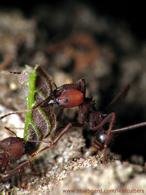 Atta sexdens and bucket brigade - S�o Paulo.