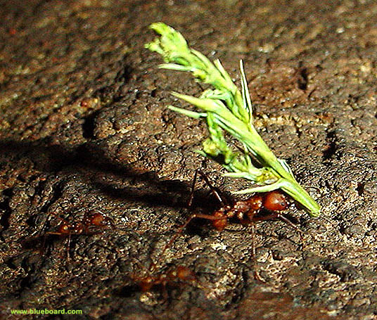 Atta cephalotes.