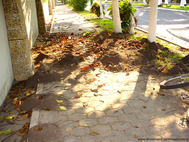 Hormiga arriera nests in Nuevo Vallarta sidewalks.