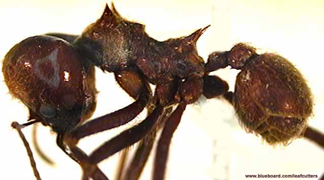 Atta cephalotes.