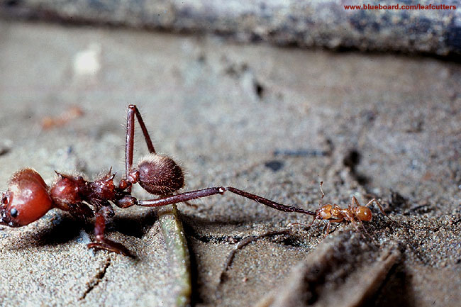 Atta cephalotes war.