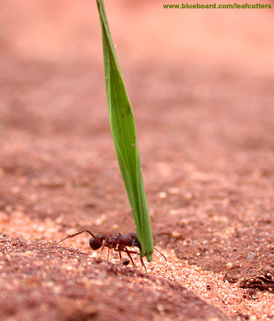 Acromyrmex fracticornis.