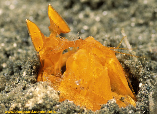 Radar Stomatopod: Undescribed Yellow Lysiosquillid