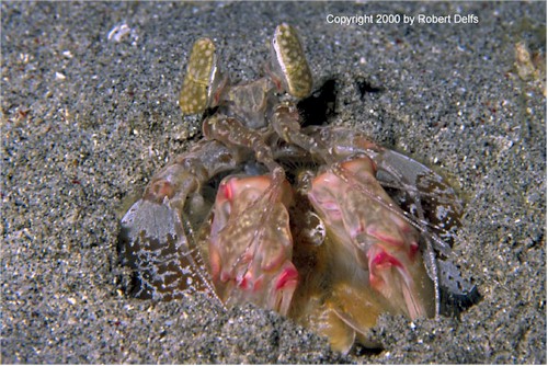 Lysiosquilla pic.
