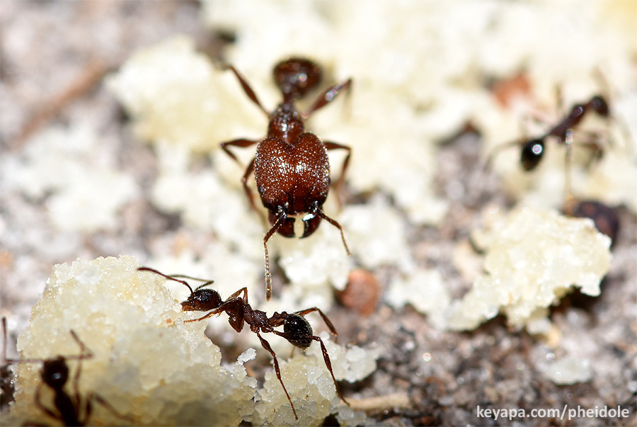Pheidole obscurithorax