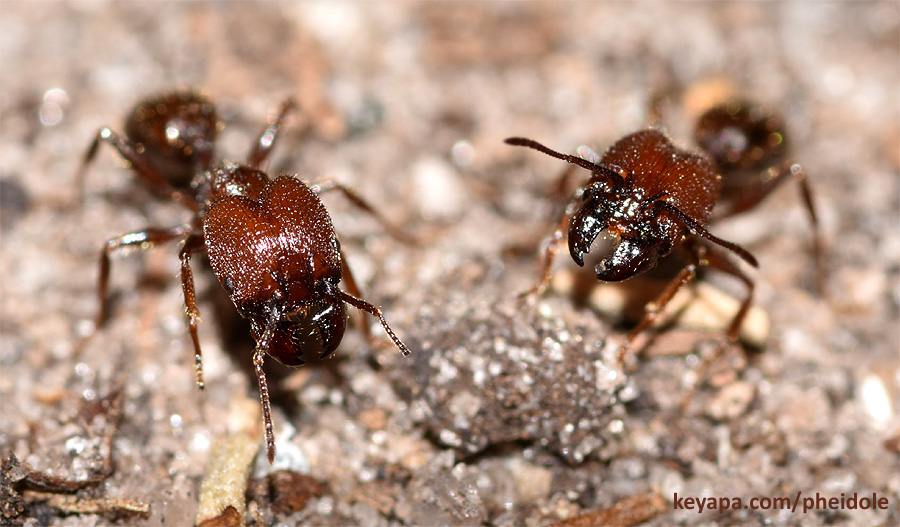 Pheidole obscurithorax