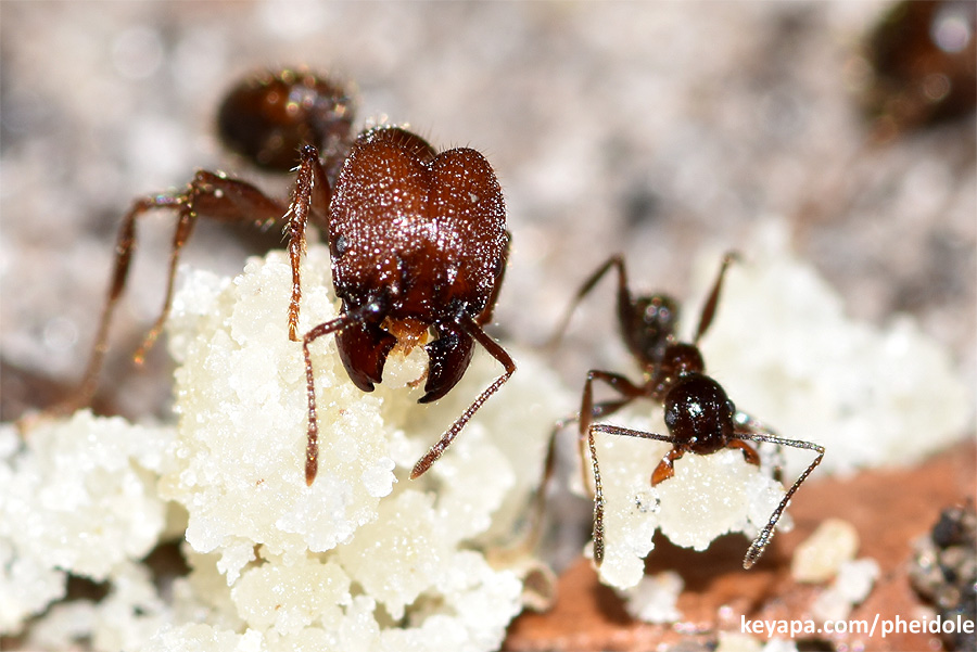 Pheidole obscurithorax