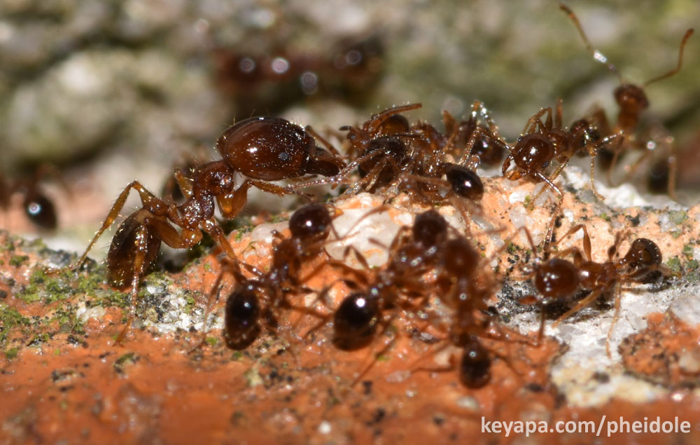 Pheidole megacephala major and minors.