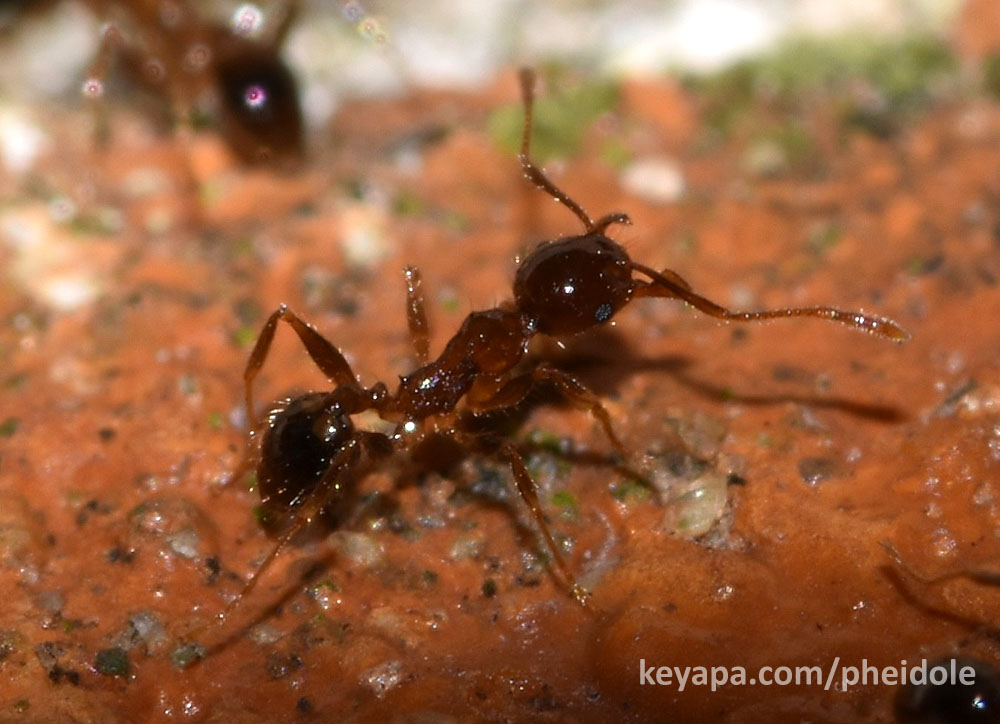 Pheidole megacephala minor worker.