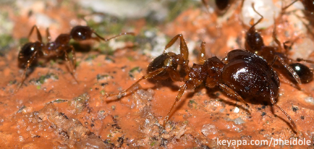 Pheidole megacephala major and minor