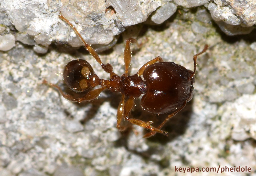 Pheidole megacephala major/soldier.