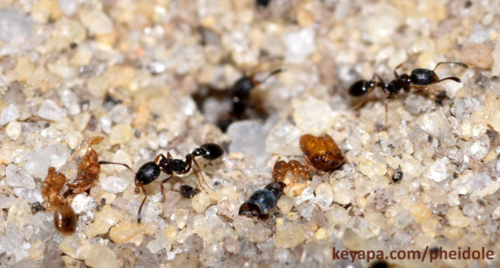 Cardiocondyla minutior nest hole with discarded carcasses of Pheidole scattered around.