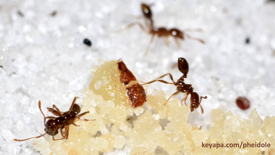 Pheidole dentata fighting with Solenopsis fire ants.