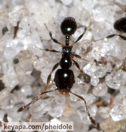 Pheidole adrianoi