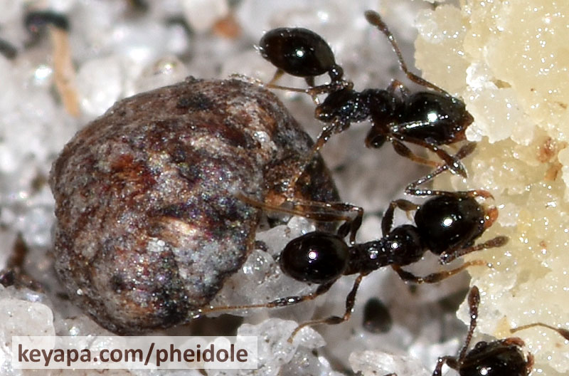 Pheidole adrianoi