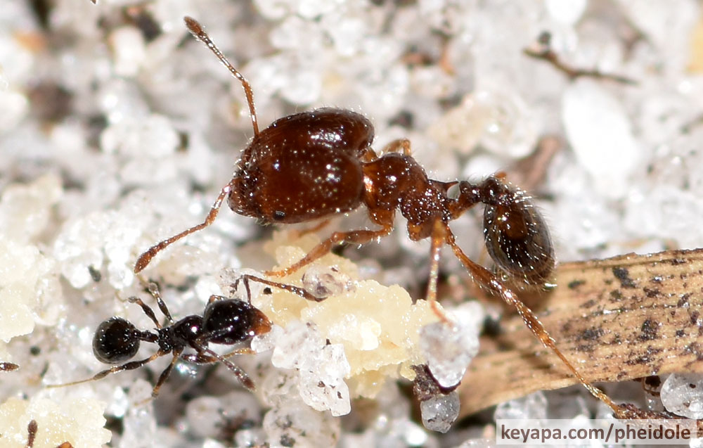 Pheidole adrianoi