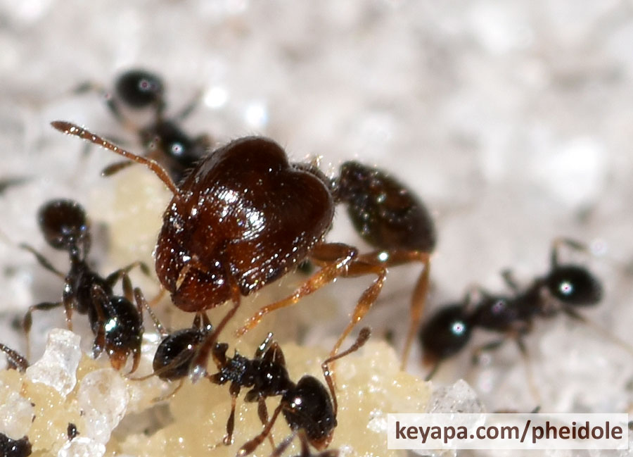 Pheidole adrianoi