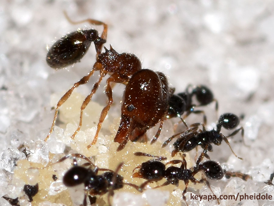 Pheidole adrianoi