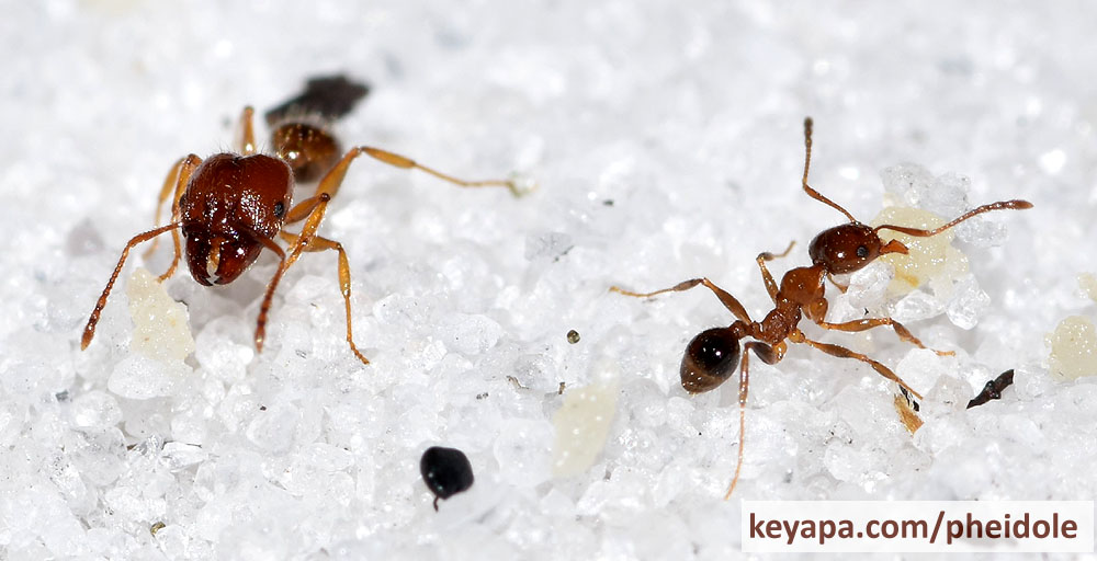 Pheidole dentata major and minor workers.