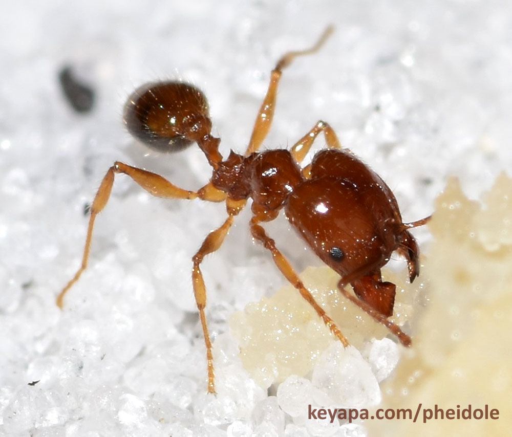 Pheidole dentata major with cookie bait,