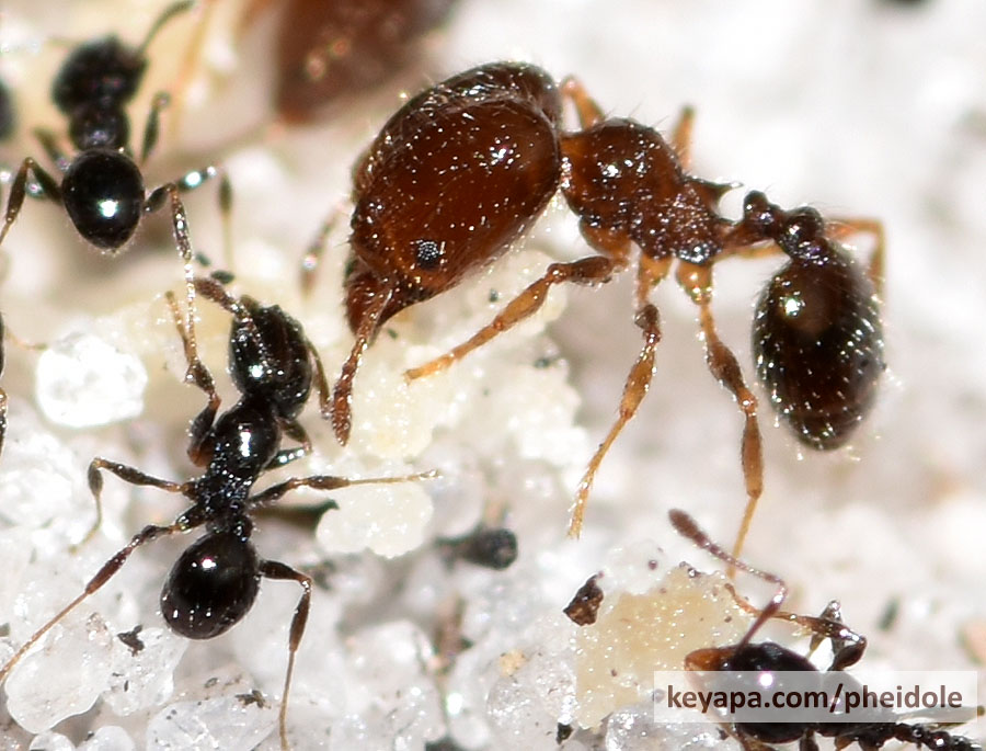 Pheidole adrianoi