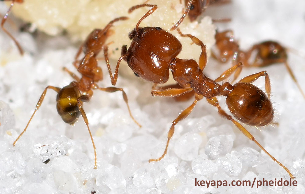Pheidole dentata major and minors.