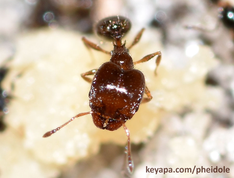 Pheidole adrianoi