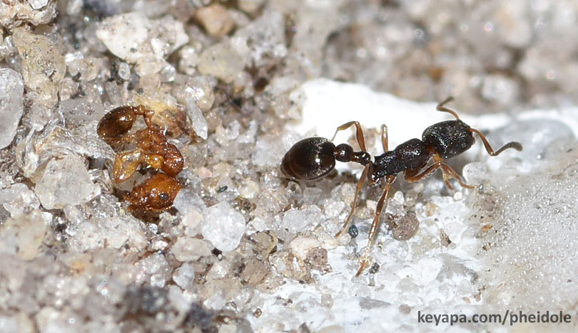 Cardiocondyla minutior with dead body of Pheidole ant.