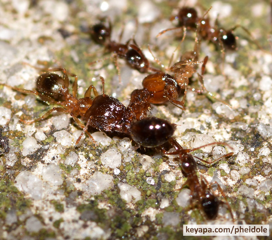 Pheidole megacephala soldier ready to cut a fire ant in two.