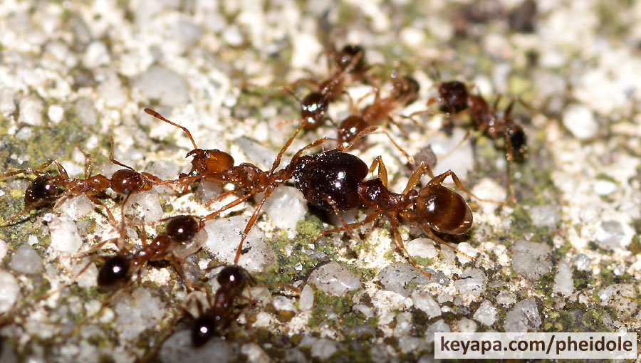 Pheidole megacephala major bisects Solenopsis invita worker while P. megacephala minors hold it down.