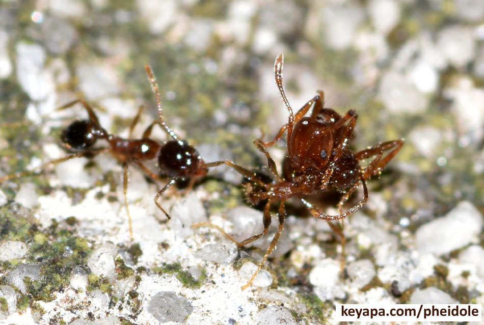 Dead fire ant (entangled with a minor Pheidole worker) being dragged to the nest.