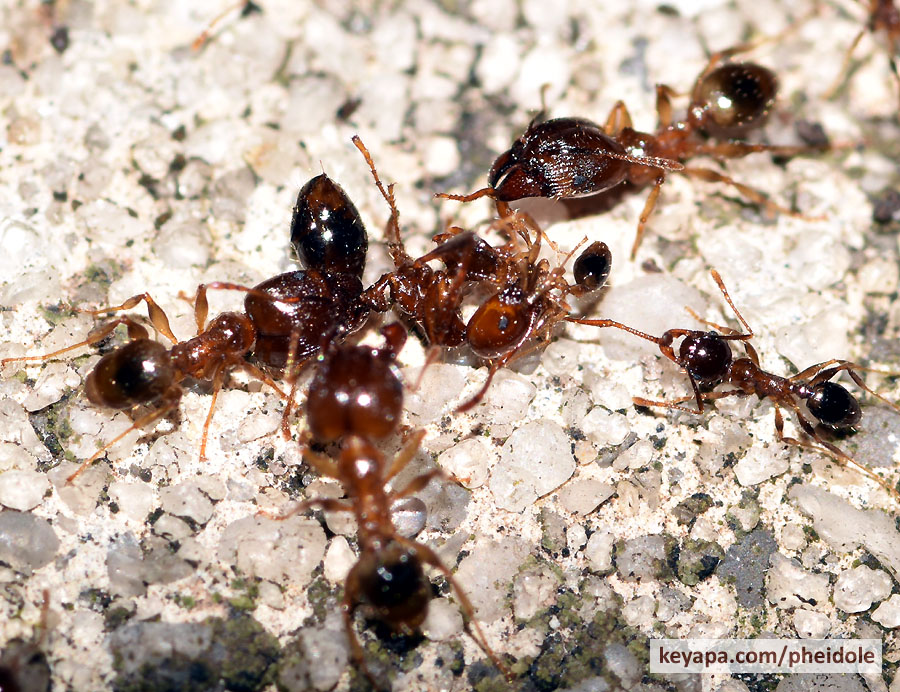 Some notes on combat behavior of Pheidole megacephala