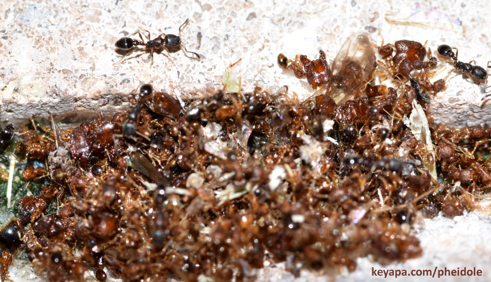 Pile of dismembered Pheidole ants.