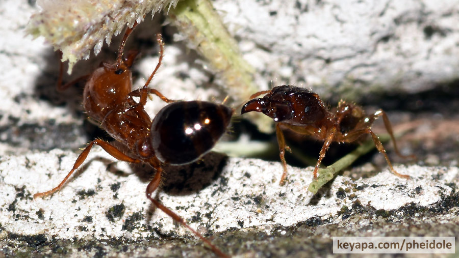 Pheidole megacephala soldier rears up from concrete border while the fire ant presents its stinger.