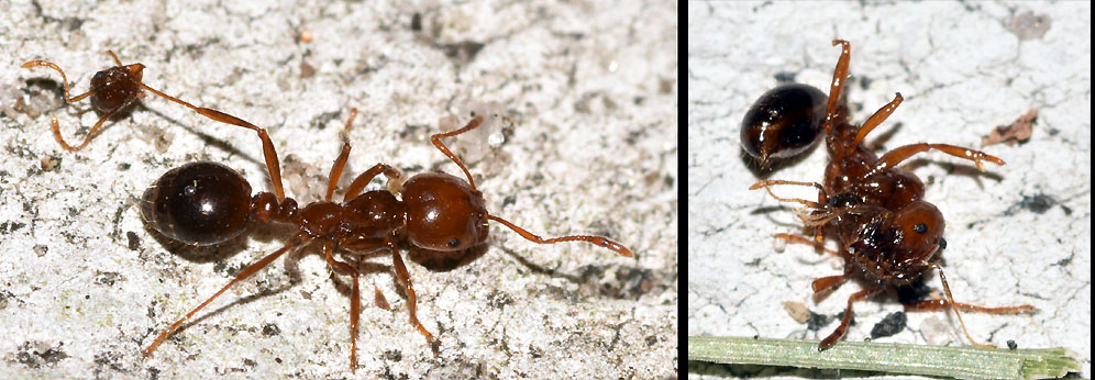 Two Solenopsis invicta fire ants showing signs of conflict. The fire ant to the left was walking around dragging the head of a Pheidole megacephala minor, while the other fire ant had been dismembered, likely by P. megacephala soldiers.