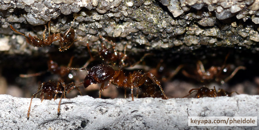 Pheidole megacephala milling around as fire ants set up shop nearby.