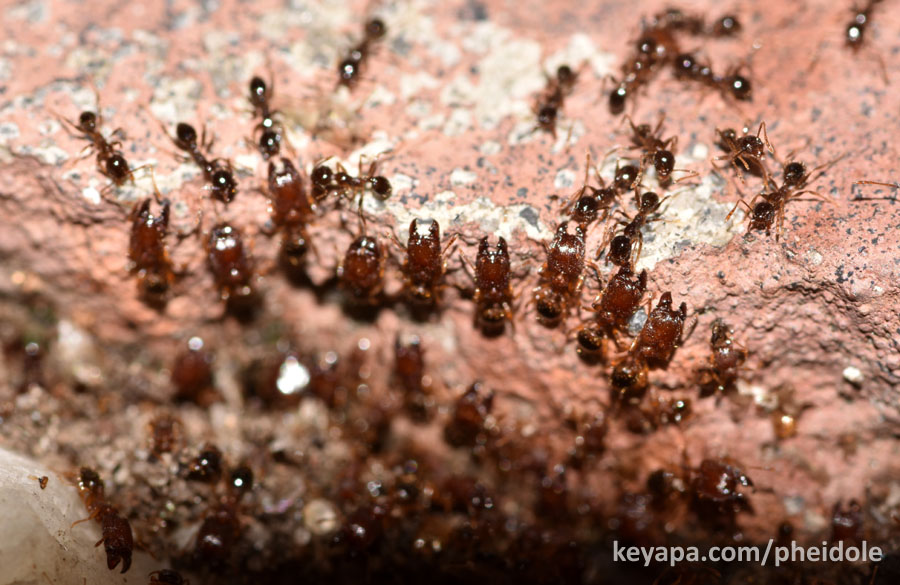 Pheidole megacephala confronts Pheidole parva.