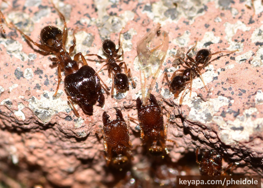 Research Paper on Pheidole parva in Florida