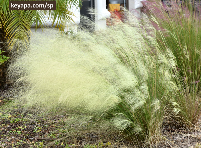 Muhlenbergia capillaris flowering. yes, they do have flowers!
