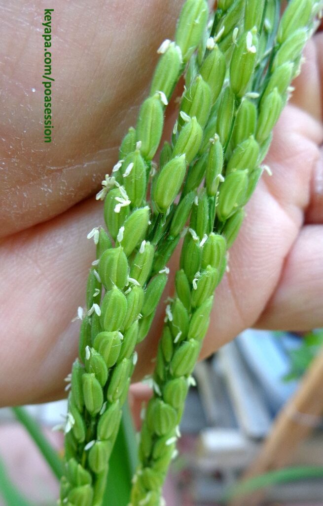 Oryza sativa inflorescence.