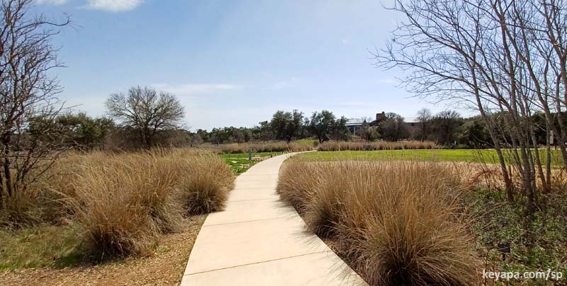 Remnants of Muhlenbergia lindheimeri at the Lady Bird Johnson Wildflower Center.