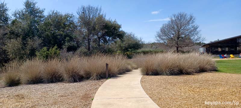 Remnants of Muhlenbergia lindheimeri at the Lady Bird Johnson Wildflower Center.