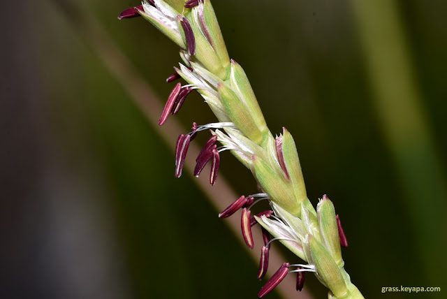 Trypsacum dactyloides inflorescence.