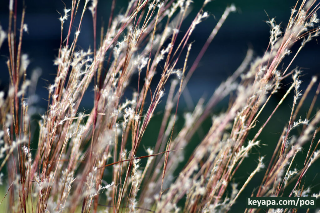 Inflorescence of Schizachyrium scoparium.