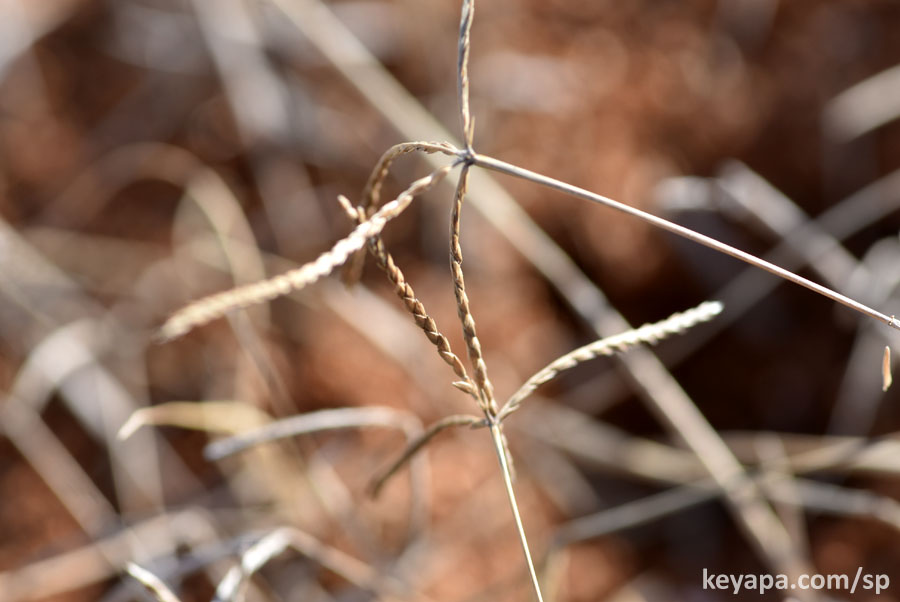 Cynodon dactylon (Bermuda grass).