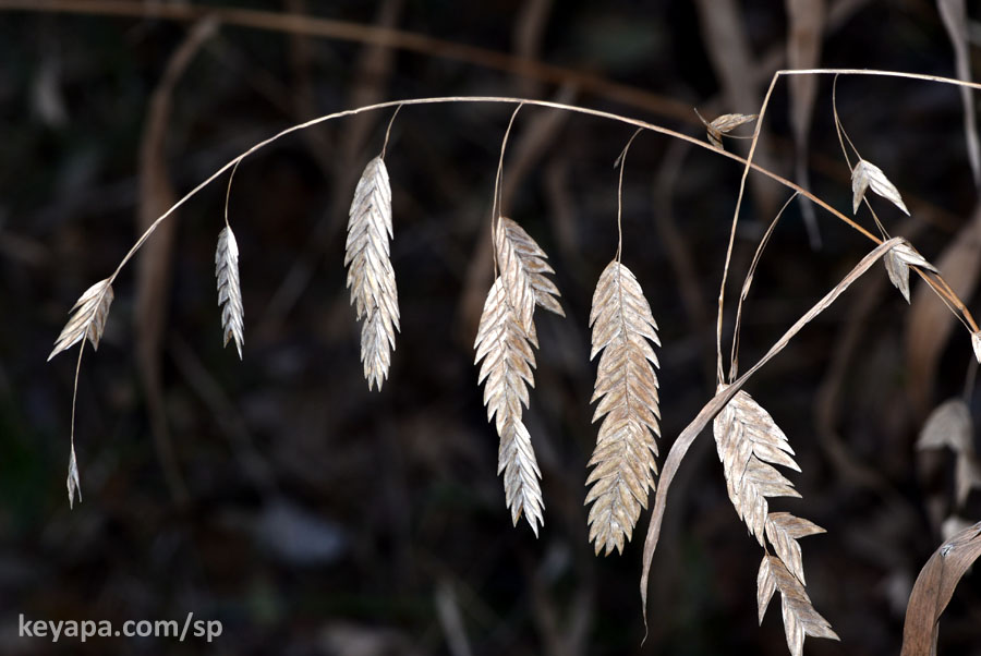 Chasmanthium latifolium (Northern Sea Oats).