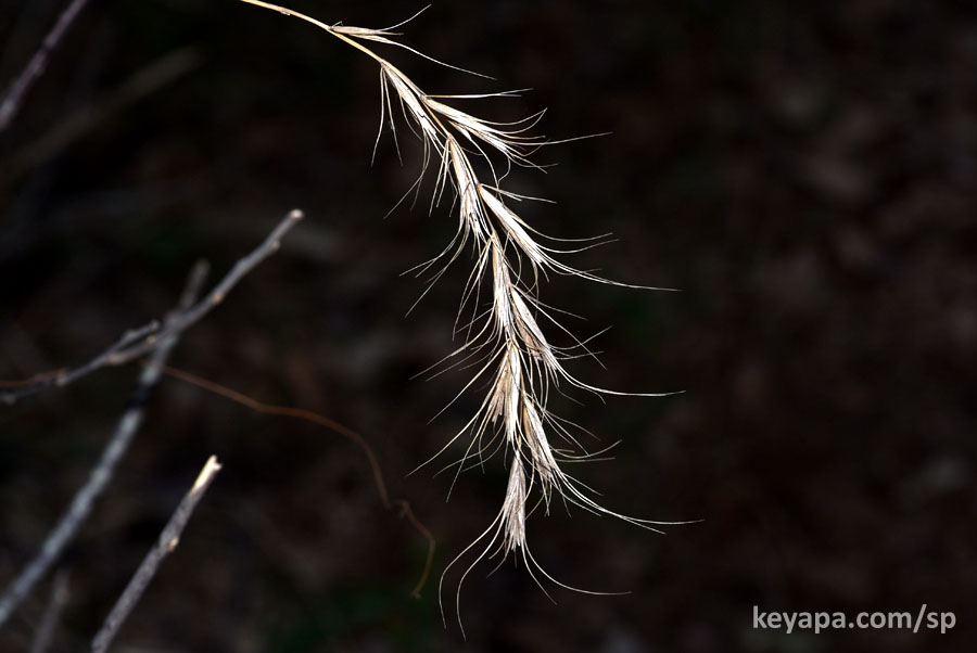 Elymus canadensis (Canada wild rye).